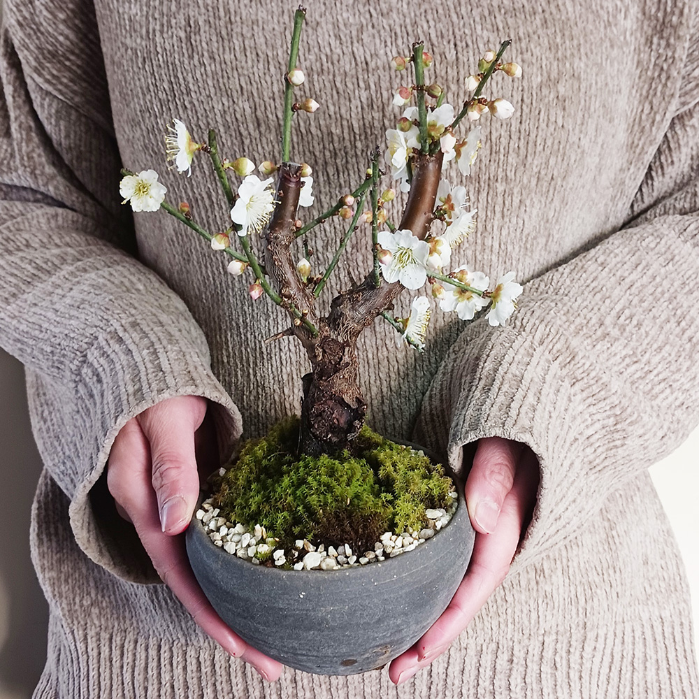 2026年開花終了】端正で香りよい花が人気の梅【白梅（はくばい）の盆栽