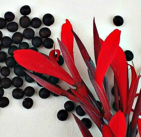 44191520_large.jpg?v=1468621636