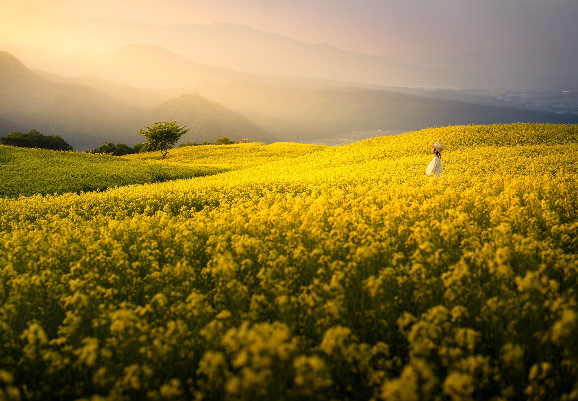 3分でわかるαレンズのヒミツ Sonnar T* FE 55mm F1.8 ZA編 | ソニー