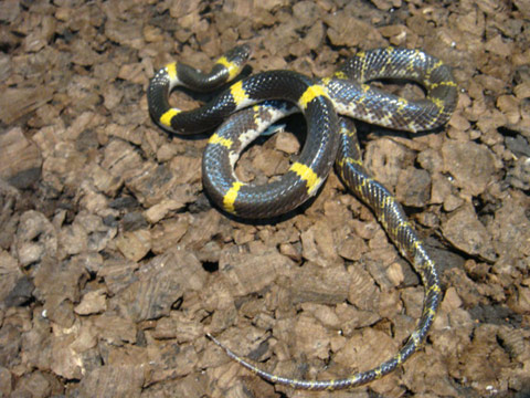 爬虫類図鑑（ヘビ図鑑/ナミヘビ他）