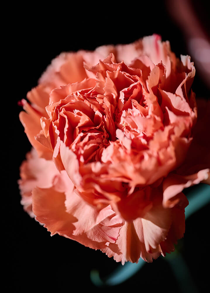 2025 母の日フラワーギフト特集｜サンジョルディフラワーズ ザ