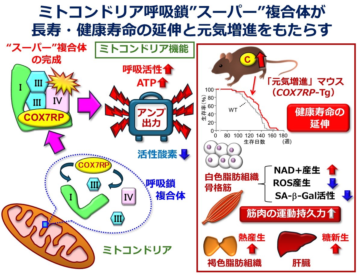 ミトコンドリアの呼吸出力を上げる”アンプ”が健康寿命を延伸させる