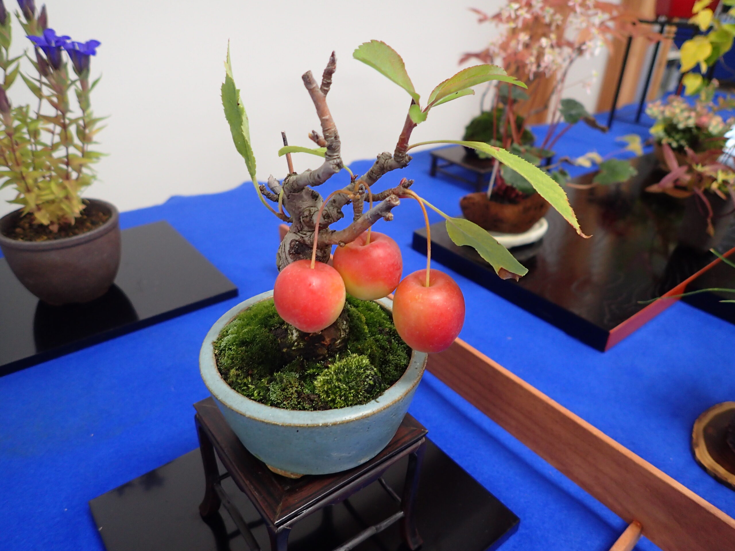 明日、10月17日より「秋のミニ盆栽と山野草展」がはじまります | 豊平