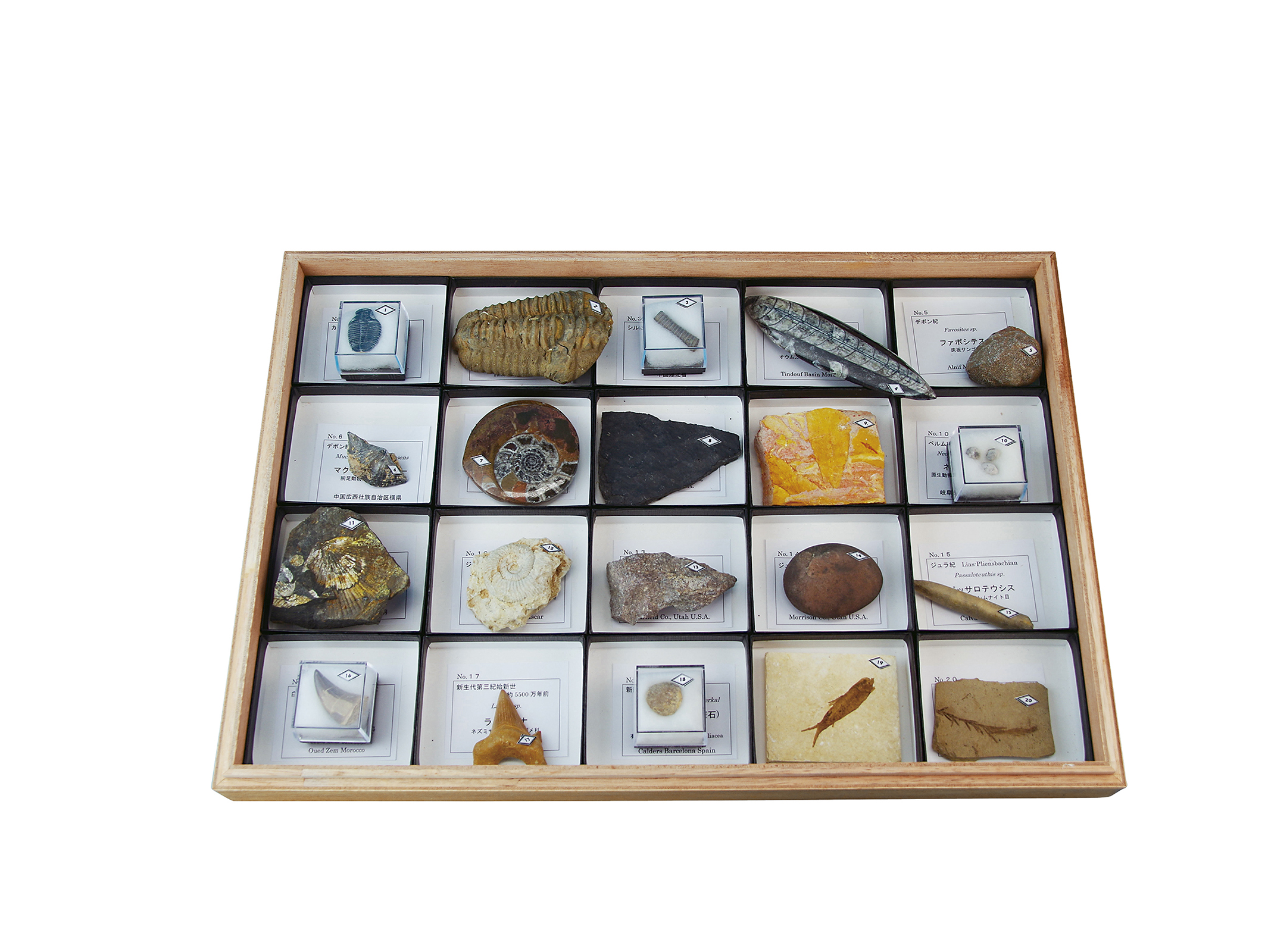 示準化石標本 IF-20R