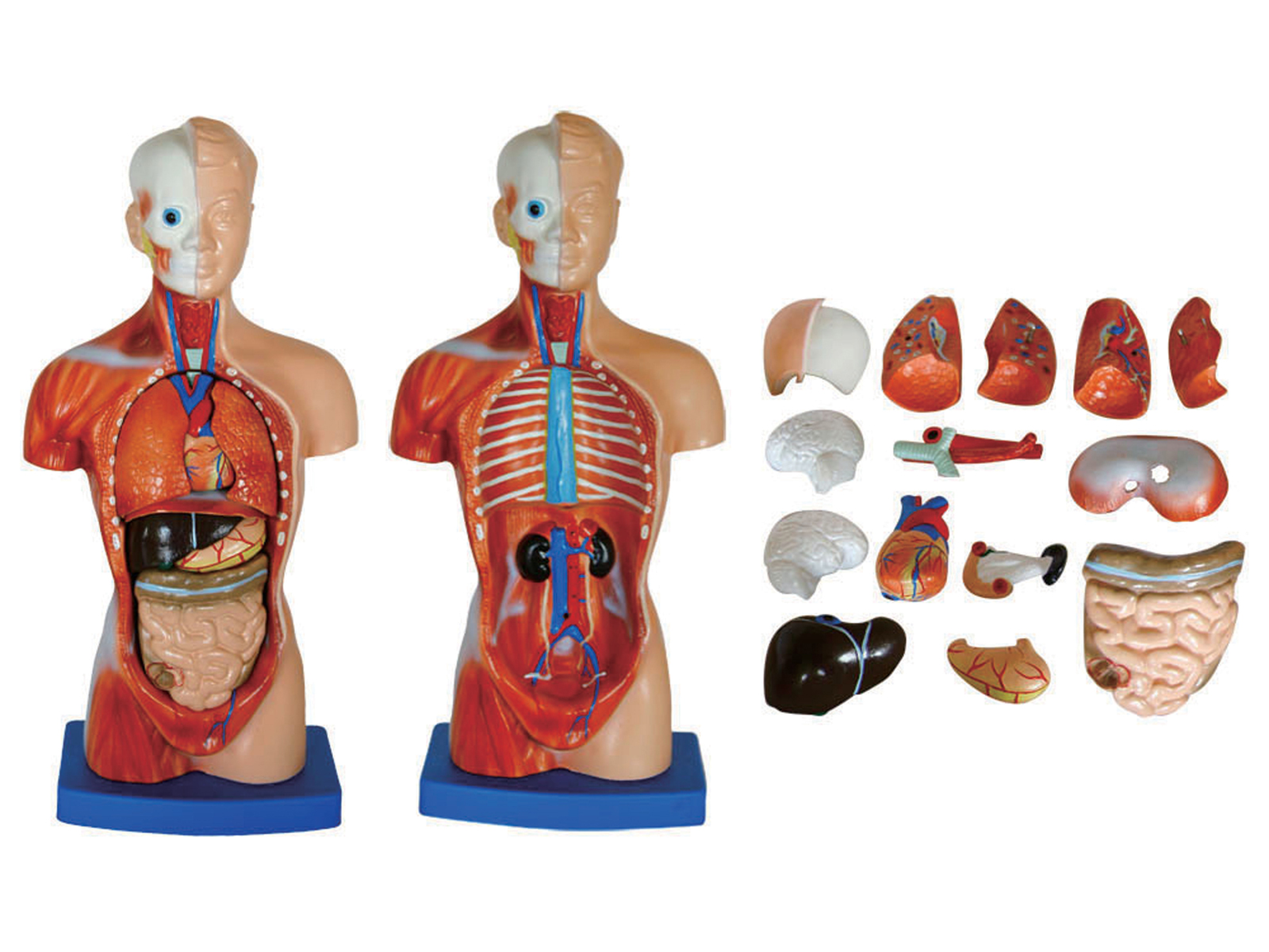 小型人体解剖模型（トルソ型）42cm