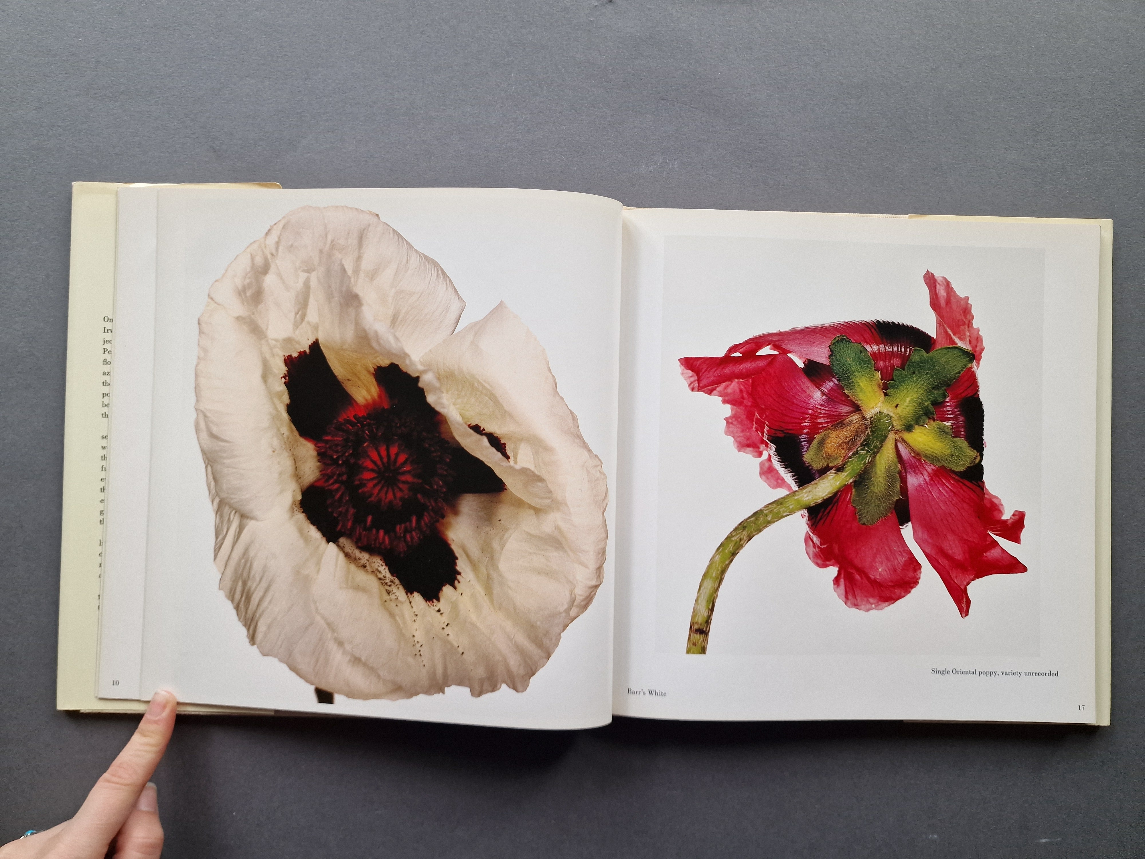 Buy Flowers by Irving Penn Online – Setanta Books