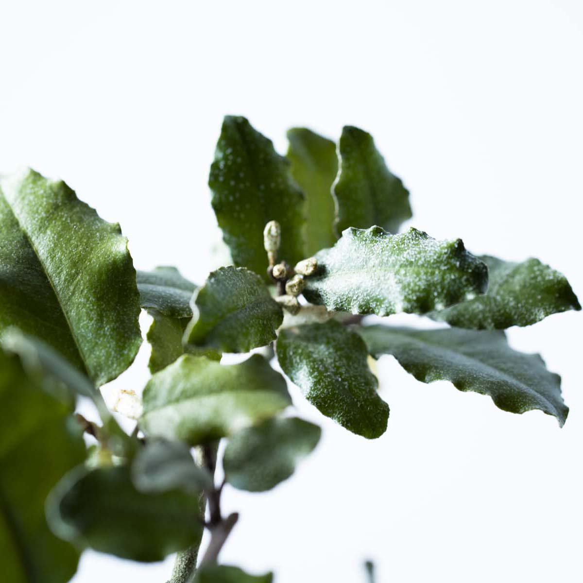 寒グミ｜石木花図鑑｜石木花｜SEKIBOKKA｜盆栽