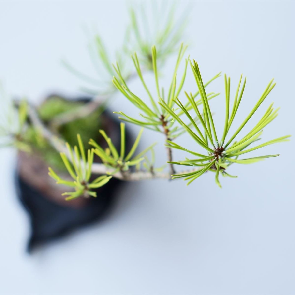 アカマツ｜石木花図鑑｜石木花｜SEKIBOKKA｜盆栽