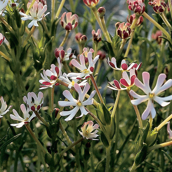 Night Phlox 'Midnight Candy' seeds - Zaluzianskya capensis