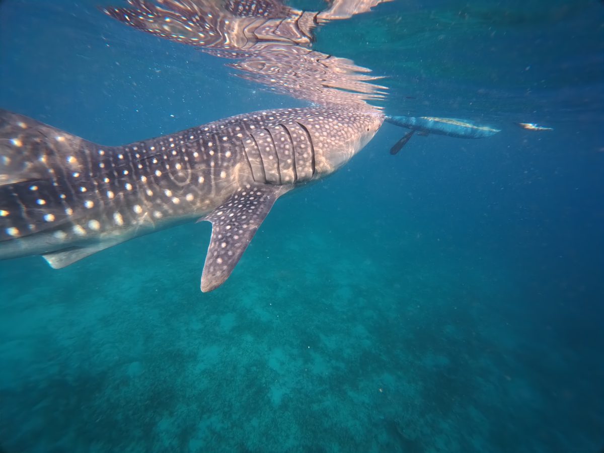 ジンベエザメ＆モアルボアルツアーへ👌🐢 | マリンハウスシーサーセブ