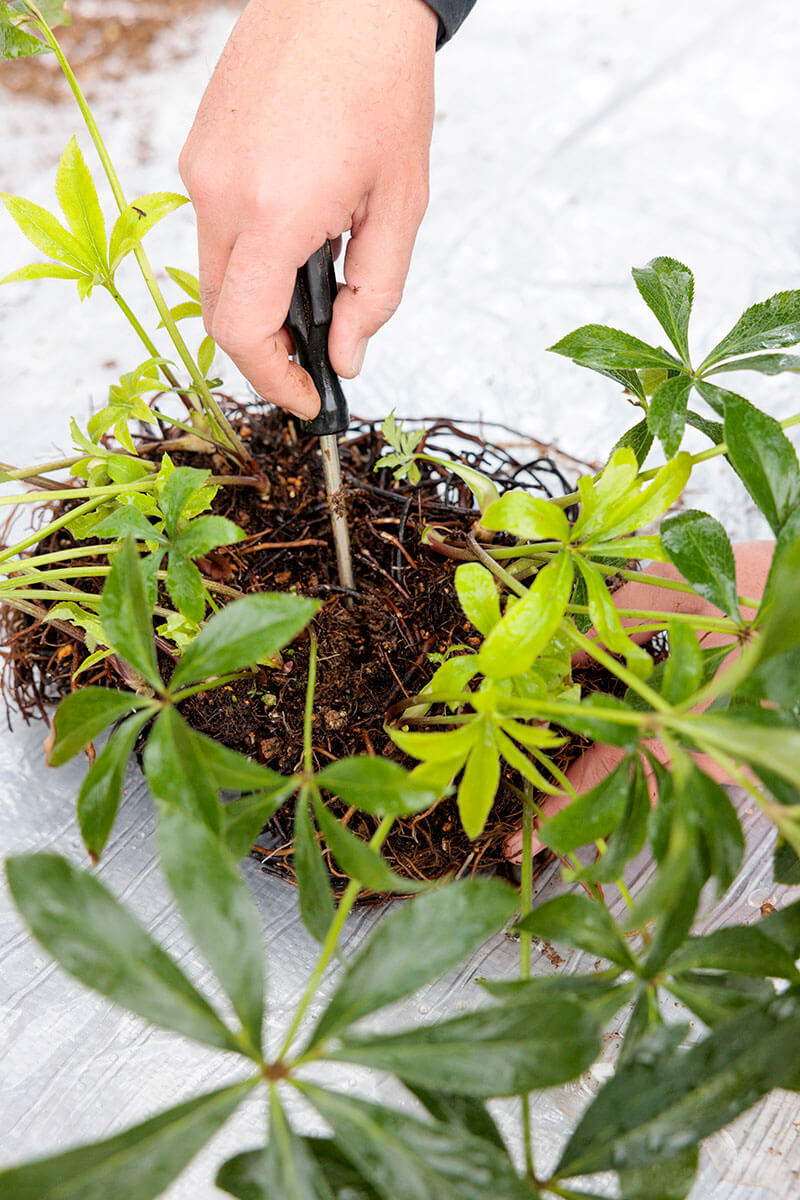 クリスマスローズ、株分けする？しない？大株栽培に関するみなさんから