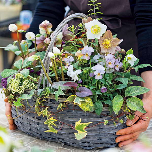 シャビーナチュラルなクリスマスローズ寄せ植え シャビーナチュラルな