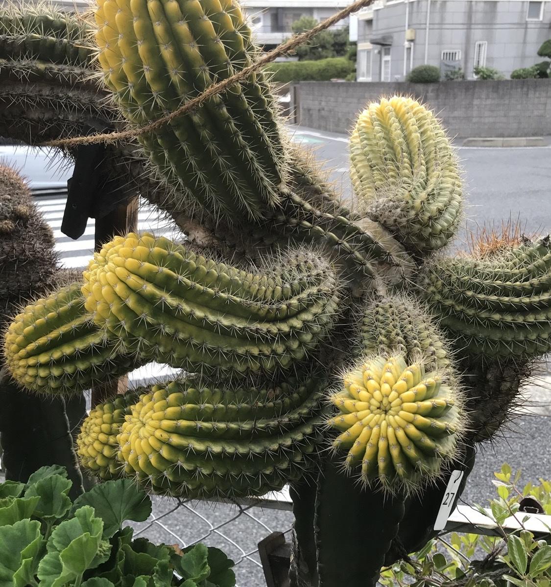 柱の28 この巨大なサボテンは斑入り「鬼面角(ヤマカル柱)の大木での