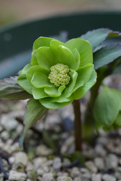 クリスマスローズの交配種（ダブル・グリーン）｜園芸日記by野々口稔