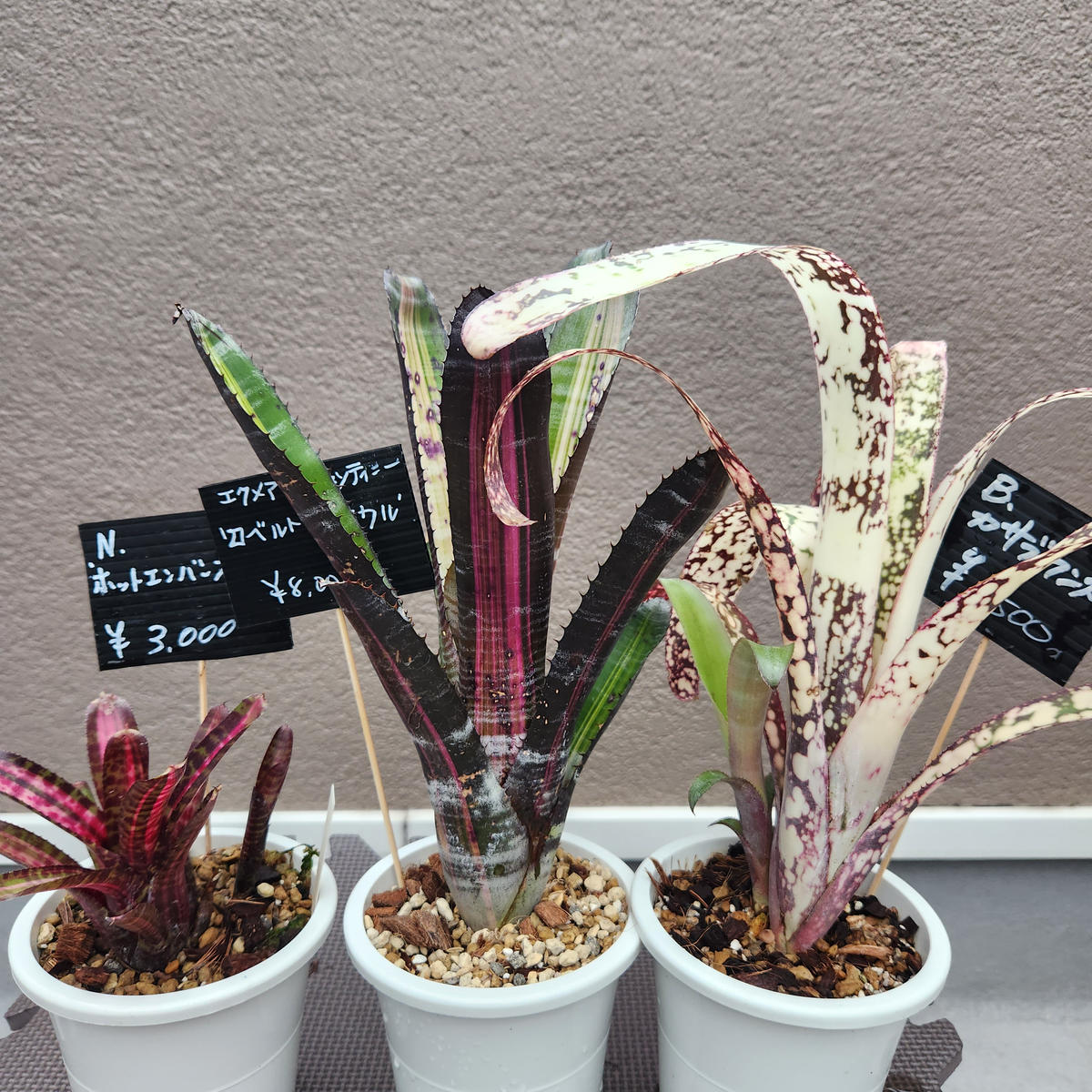 タンクブロメリア布教活動家！？｜園芸日記bymuneo｜みんなの趣味の