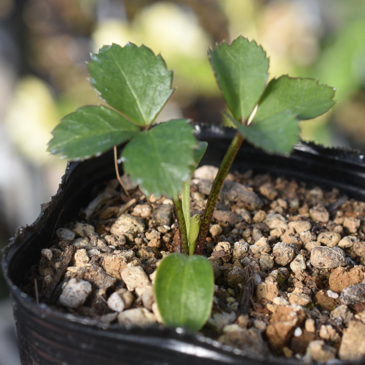 早期発芽苗 本葉三枚目｜園芸日記bysaita｜みんなの趣味の園芸｜1158604