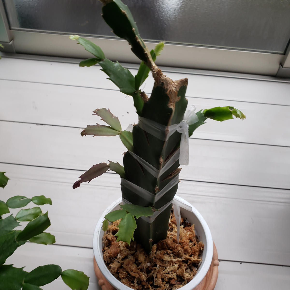 初めてです よろしくお願いいたしますこの春シャコバサボテン｜園芸