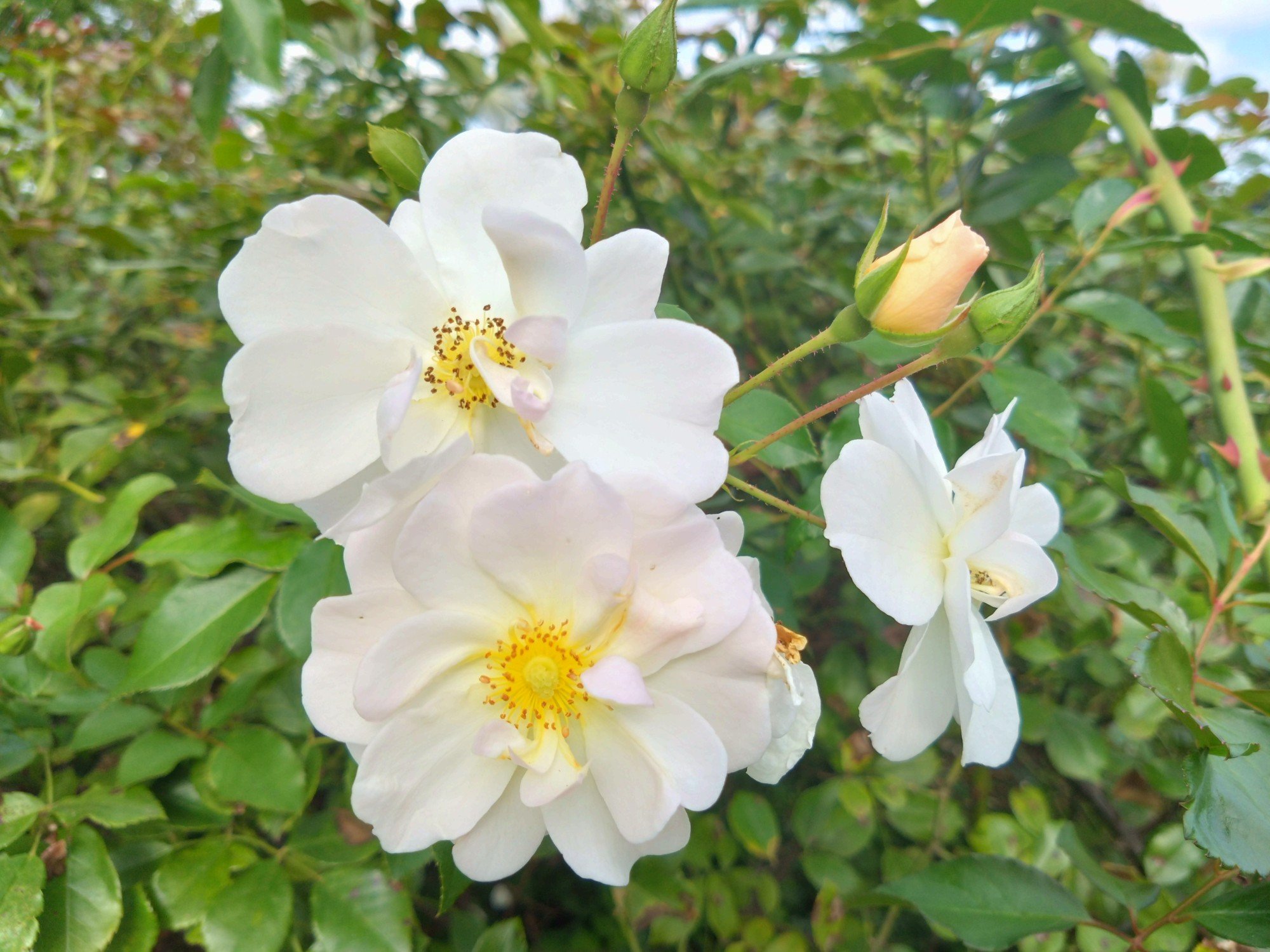 秦森康屯 白バラ 秦森康屯 白バラ 5/18 バラ | 藤沢市長久保公園 都市