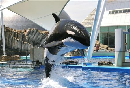 印刷用】雌シャチ「ナミ」大量の石誤飲／名古屋の水族館、死後判明