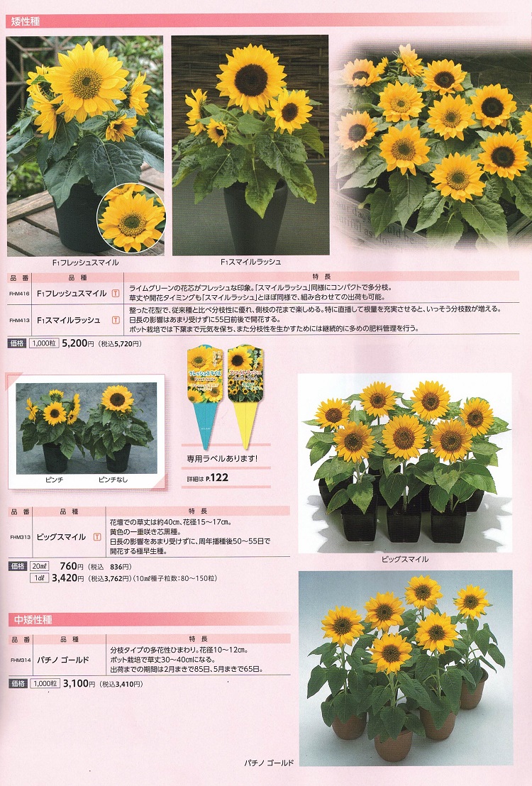 営利用ひまわり種子】 タキイ種苗 矮性ひまわり スマイルラッシュ