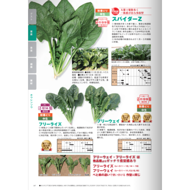 ホウレンソウ種子】ダイヤ交配（トキタ種苗） フリーウェイ