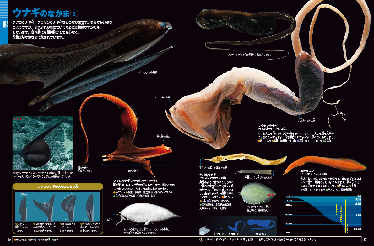 深海生物 DVDつき | 小学館の図鑑NEOシリーズ | 小学館