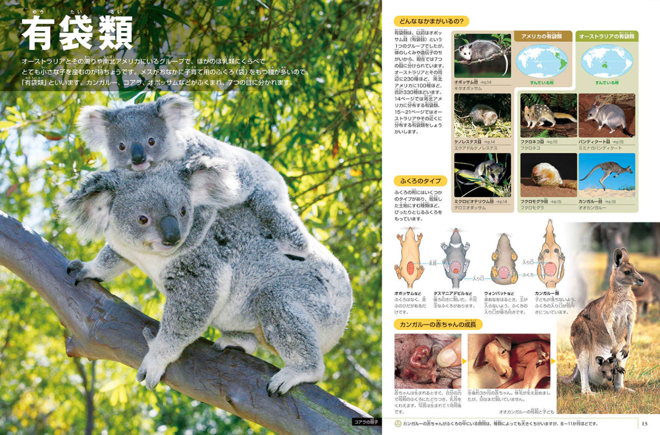 新版］動物 DVDつき | 小学館の図鑑NEOシリーズ | 小学館