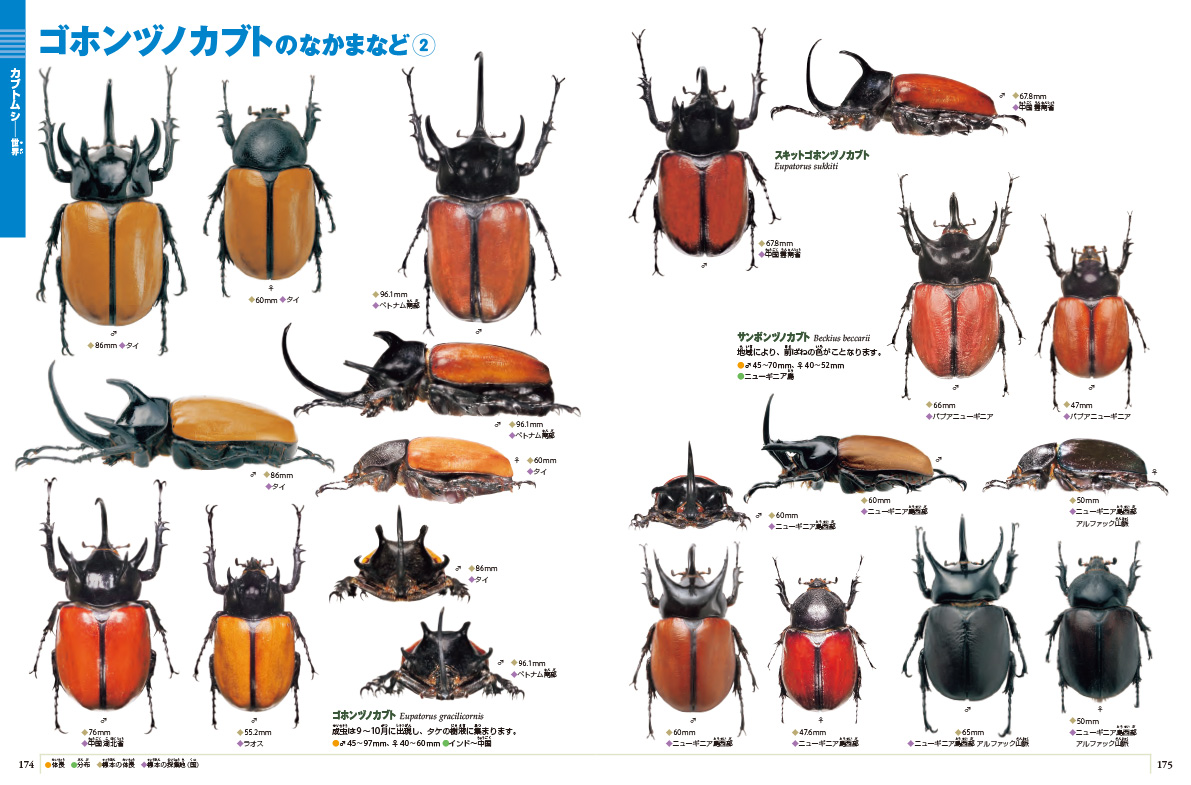 新版］カブトムシ・クワガタムシ | 小学館の図鑑NEOシリーズ | 小学館