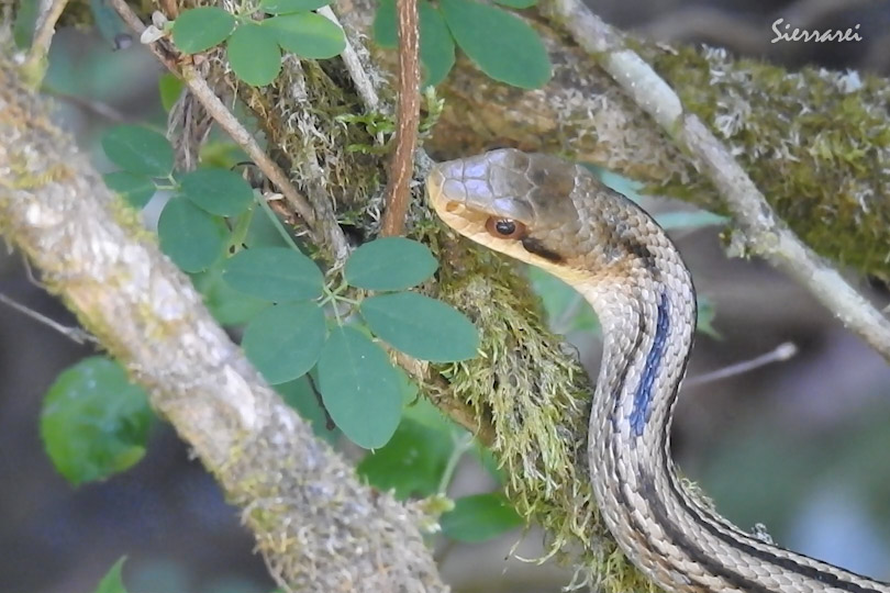 シマヘビ（Japanese striped snake）｜川久保 高槻市 北摂 0067
