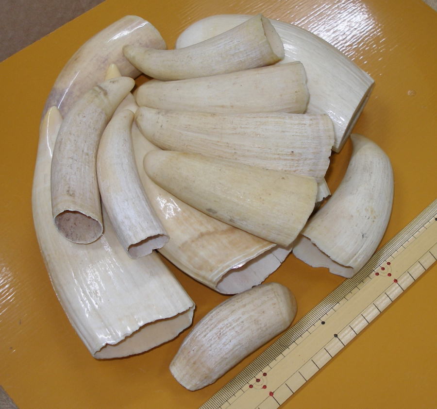 マッコウ鯨牙原材料（マッコウクジラ歯原材料販売）