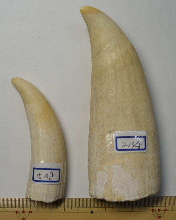 マッコウクジラ歯原材料（各左右マッコウ鯨牙の原材料）