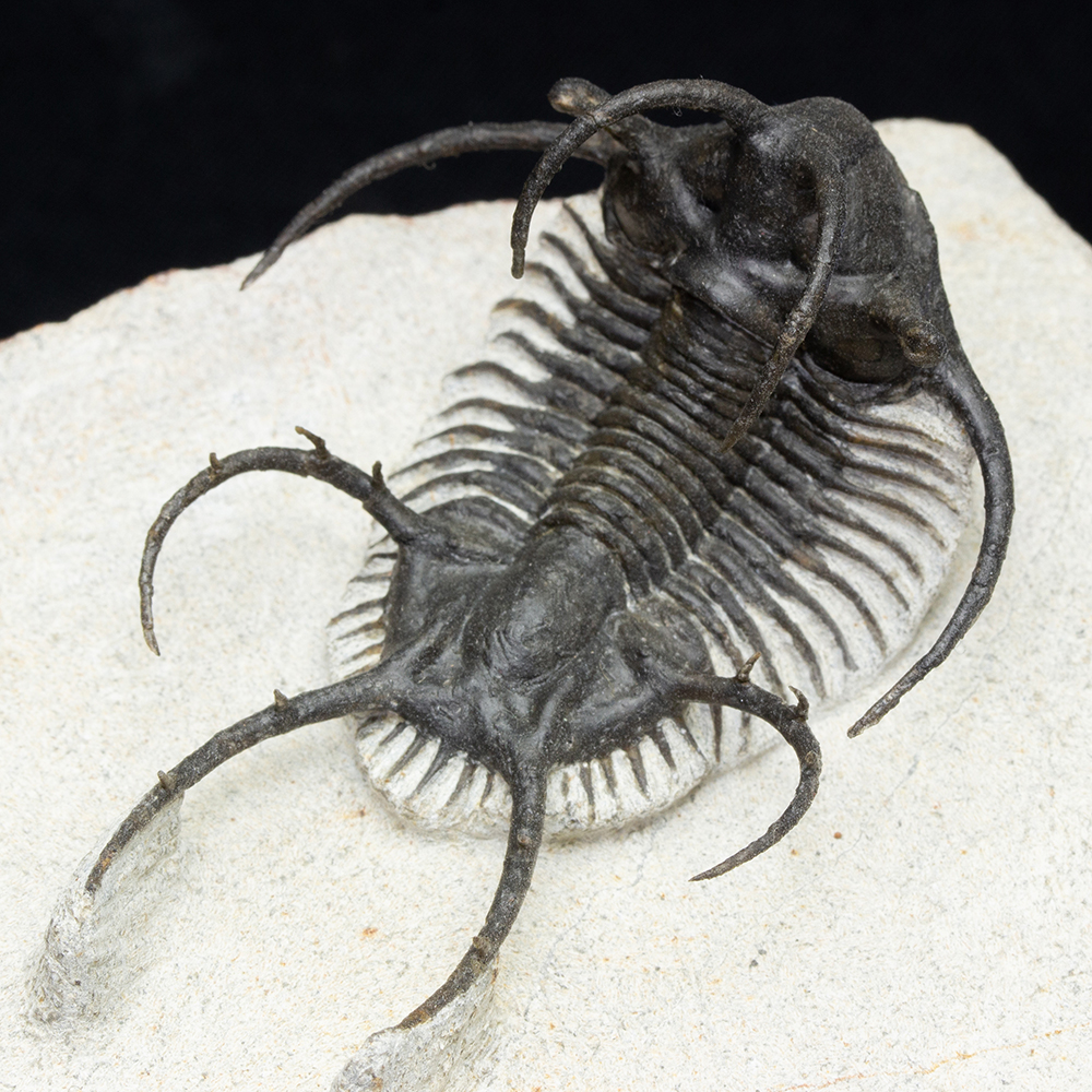 セラタルゲスT12｜恐竜・化石グッズの専門店 ふぉっしる