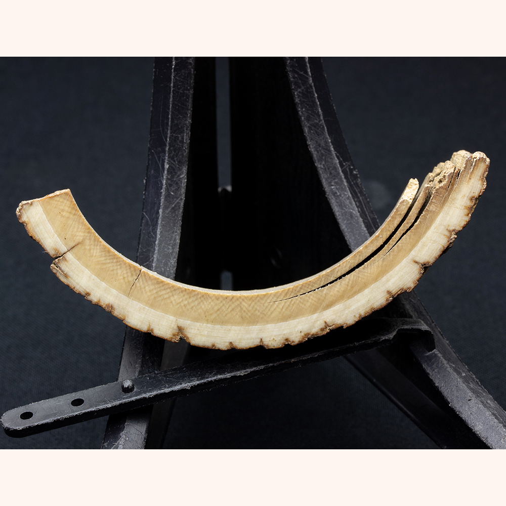 マンモスの牙005｜恐竜・化石グッズの専門店 ふぉっしる