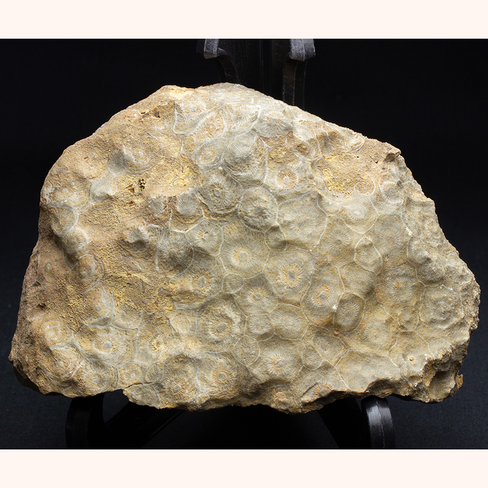 四放サンゴ034｜恐竜・化石グッズの専門店 ふぉっしる