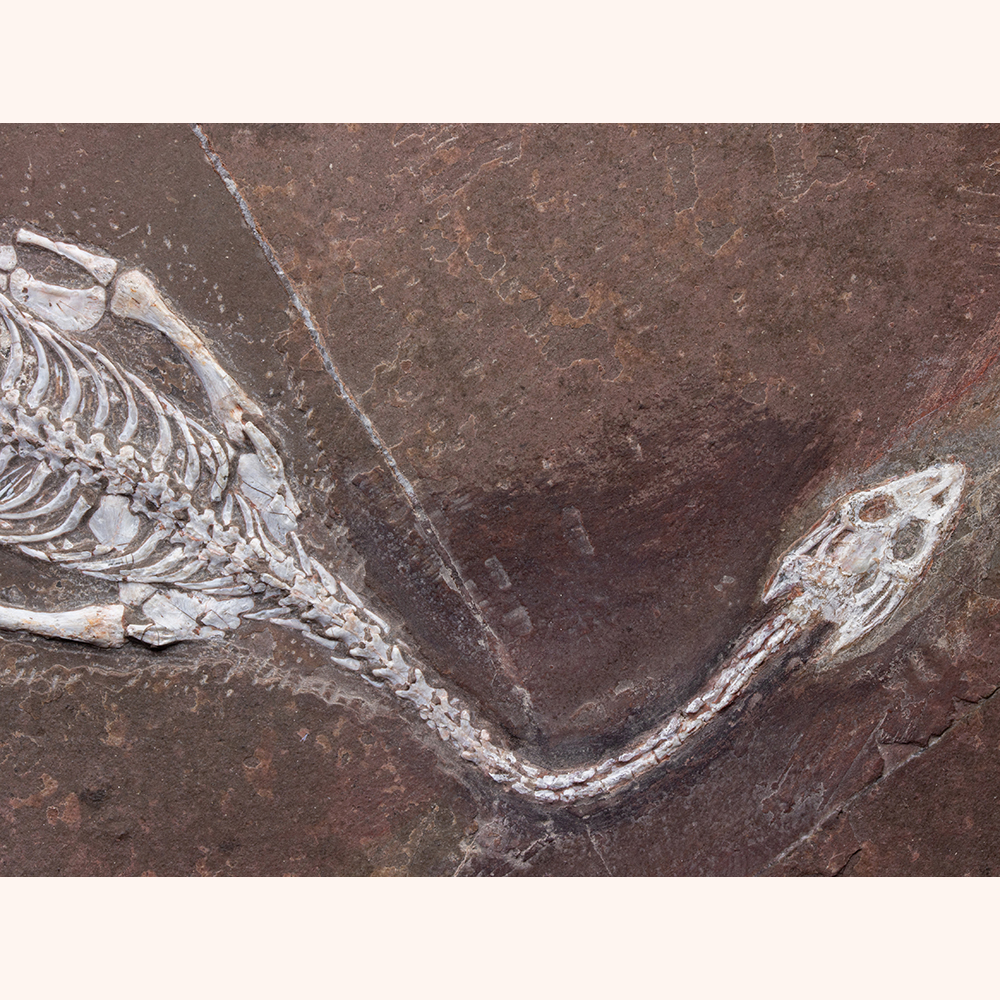 ケイチョウサウルス類001｜恐竜・化石グッズの専門店 ふぉっしる