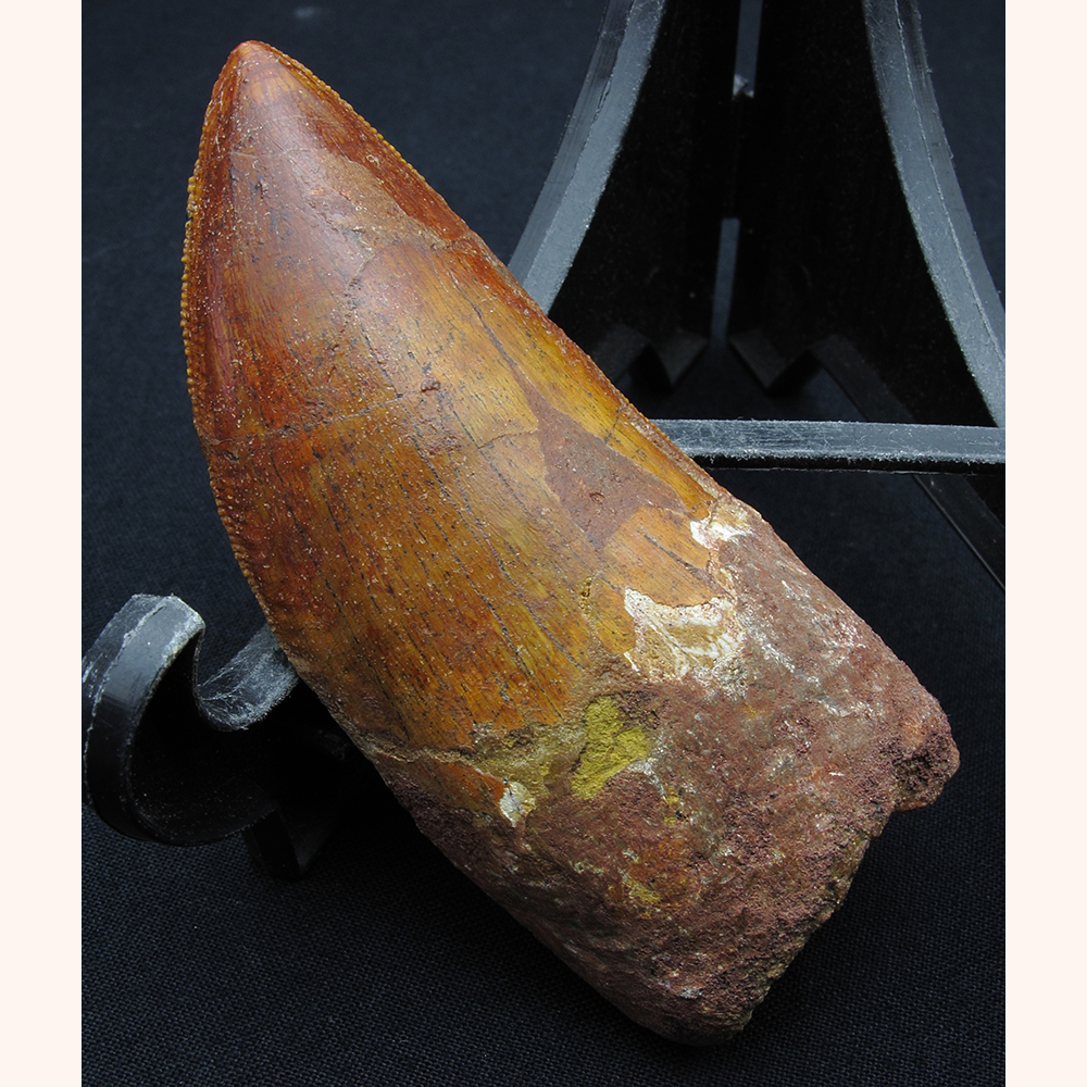 カルカロドントサウルスの歯003｜恐竜・化石グッズの専門店 ふぉっしる