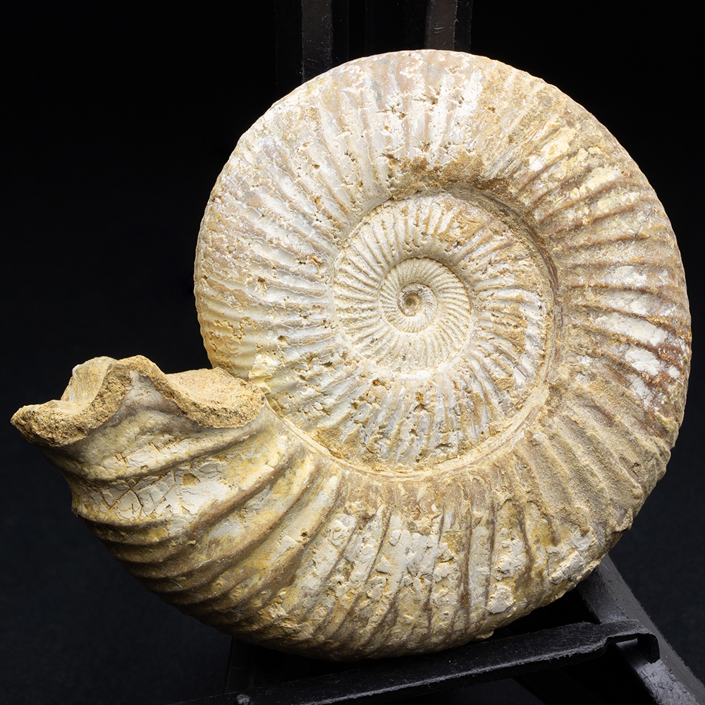 クラナオスフィンクテス001｜恐竜・化石グッズの専門店 ふぉっしる