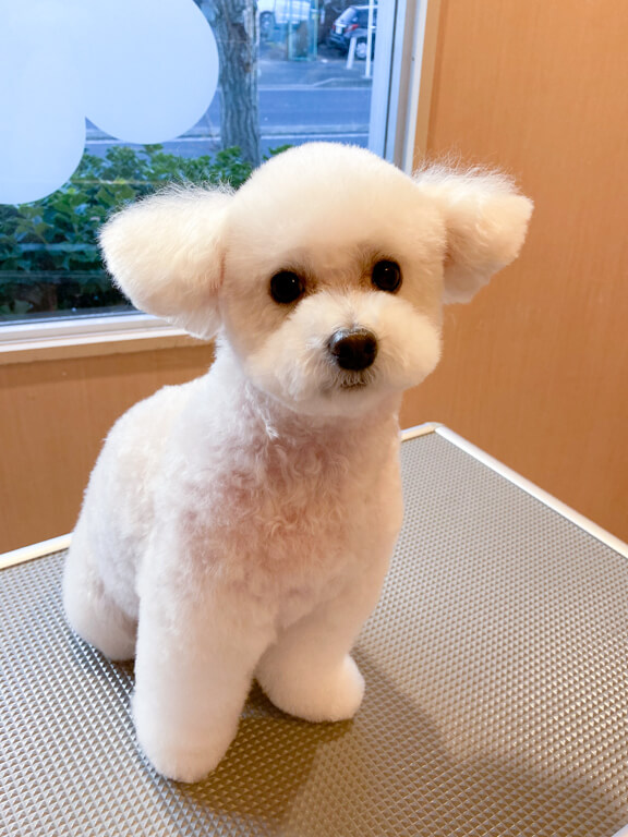 トイプードル「モコちゃん」のトリミング | 港南区の動物病院OCEAN'S