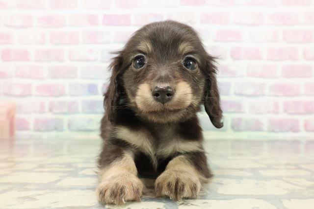 甲信越・北陸のカニンヘンダックスフンド(ロング)の子犬を価格や特徴で