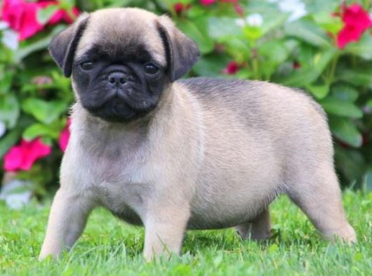 2026 Safkan Pug köpek fiyatları