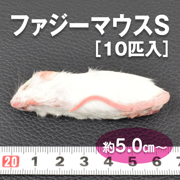 Hurze1フタホシML〜L200、冷凍マウスファジー30匹ホッパー30匹 Hurze1