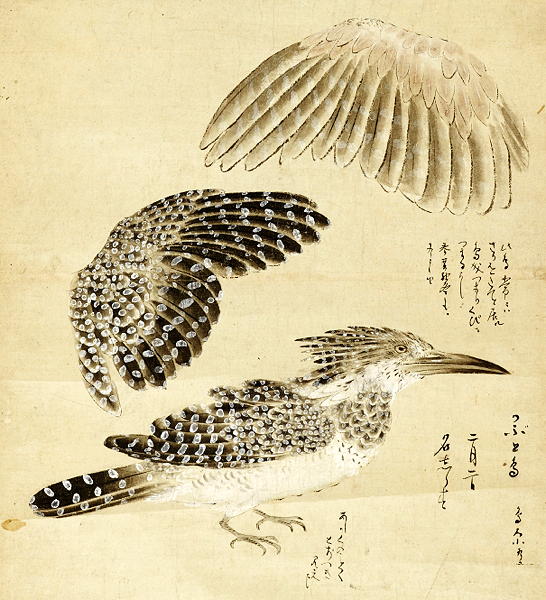 江戸狩野家 木挽町二代目 狩野養朴常信の描く鳥類図譜