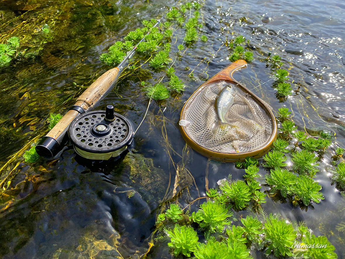 2024フライフィッシングの風景 | スタッフブログ | PICA ピカデザイン