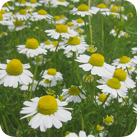 カモマイル・ジャーマン – プラナロム エッセンシャルオイル・精油｜健