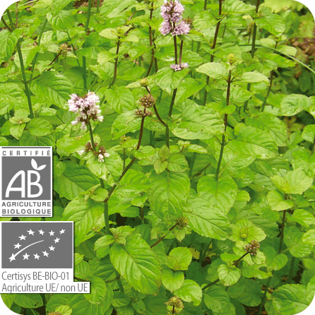 アルベンシスミント – プラナロム エッセンシャルオイル・精油｜健草医学舎