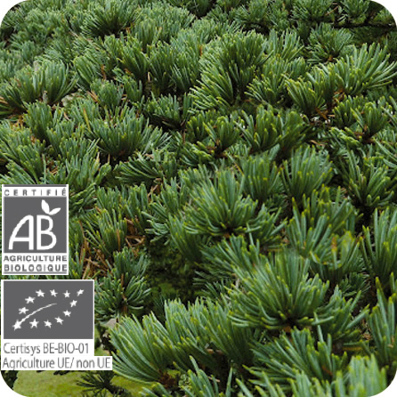 アトラスシダー – プラナロム エッセンシャルオイル・精油｜健草医学舎