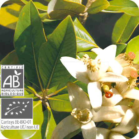 ネロリ – プラナロム エッセンシャルオイル・精油｜健草医学舎