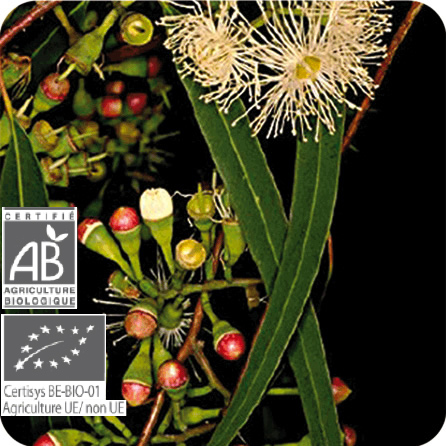 ユーカリ・ラディアタ – プラナロム エッセンシャルオイル・精油｜健草