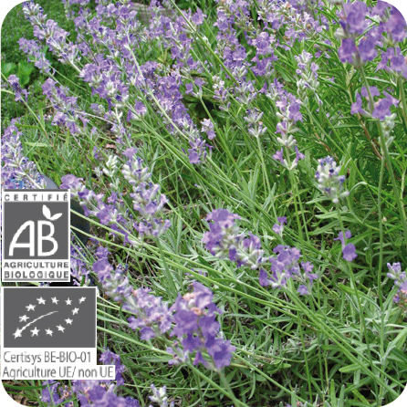 ラベンダー・アングスティフォリア – プラナロム エッセンシャルオイル