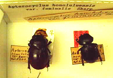 ハワイクワガタを探せ！